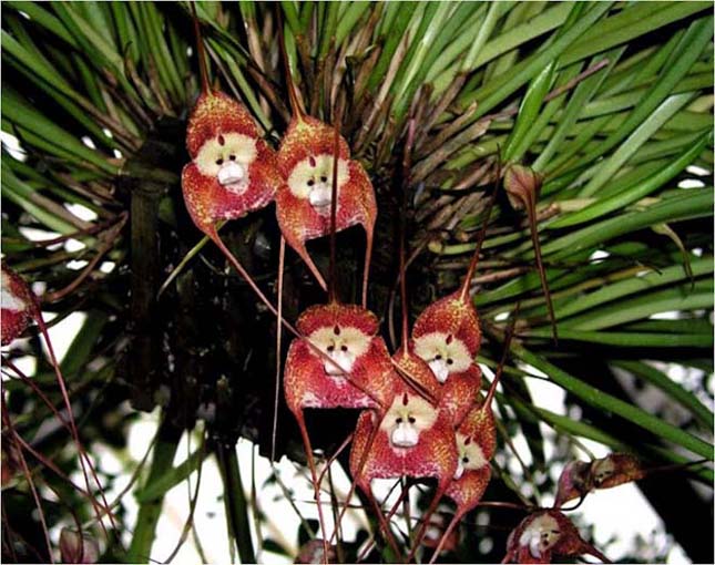 Majom Orchidea
